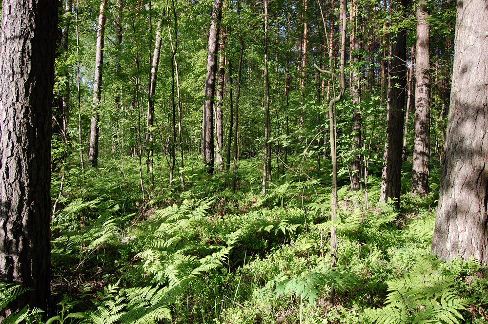 “Latvijas Valsts Meži” konkursā ne visur uzvarējuši zemākās cenas piedāvājumi