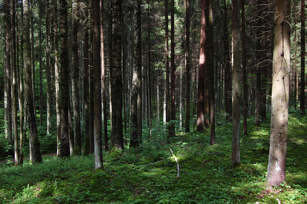 Kļuvuši zināmi pretendentu cenu piedāvājumi Latvijas Valsts Mežu iepirkumam